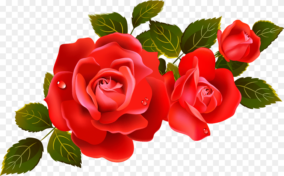 Download Red Rose For Rose Flower Vector, Plant Png Image