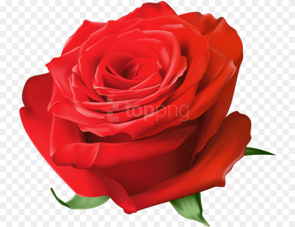 Download Red Rose Images Background Blue Rose, Flower, Plant Free Png