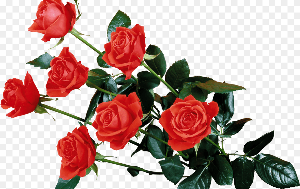 Download Red Rose Transparent Transparent Background Red Flowers, Flower, Plant, Flower Arrangement, Flower Bouquet Free Png