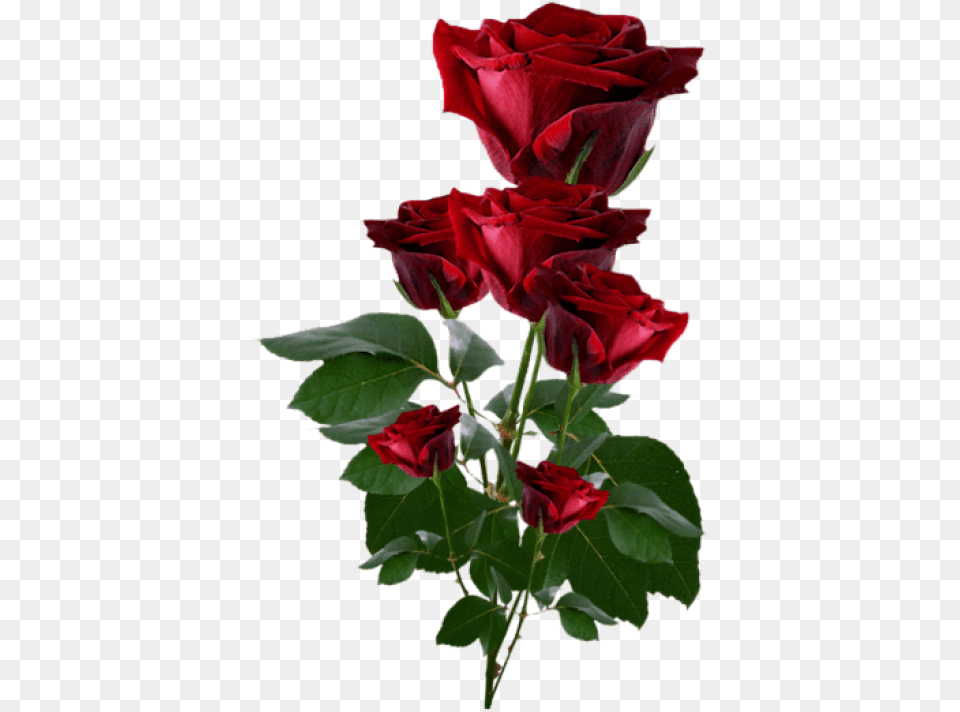 Download Red Roses Clipart Beautiful Rose Hd, Flower, Plant, Flower Arrangement, Flower Bouquet Png