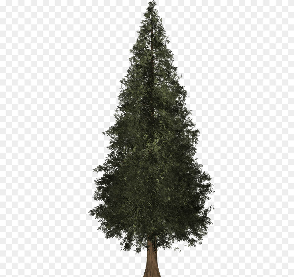 Download Redwood Tree Freeuse Boreal Conifer, Plant, Fir, Pine, Christmas Png Image