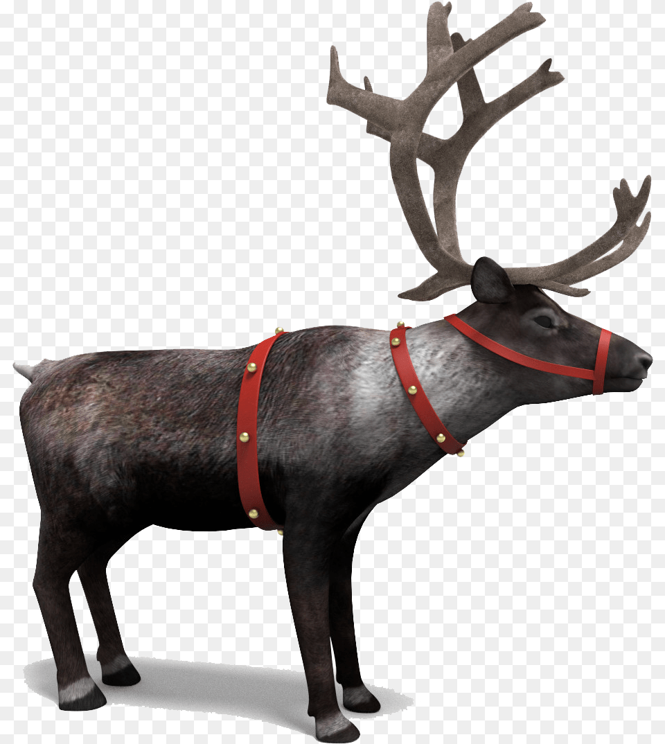 Download Reindeer Picture Reindeer, Animal, Cattle, Cow, Livestock Png Image