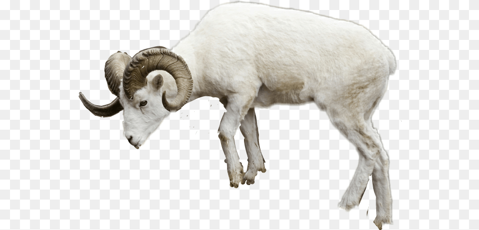 Report Abuse Sheep Image With No Background Ram Animal Transparent Background, Livestock, Mammal, Goat, Mountain Goat Free Png Download