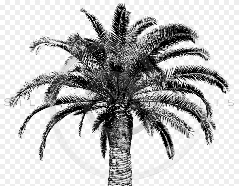 Download Retro Palm Tree Tree Vintage Image Palm Trees, Spiral, Coil Free Transparent Png