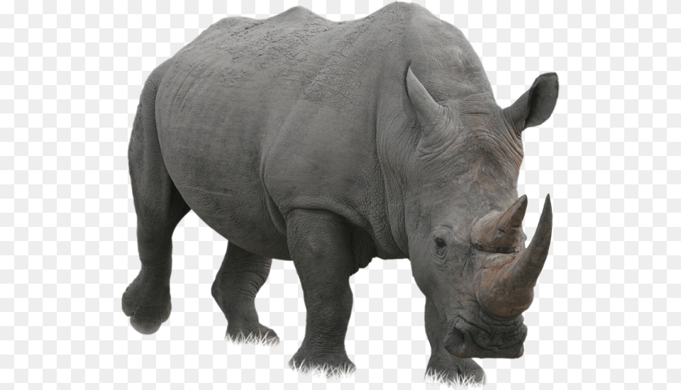 Download Rhino, Animal, Elephant, Mammal, Wildlife Png