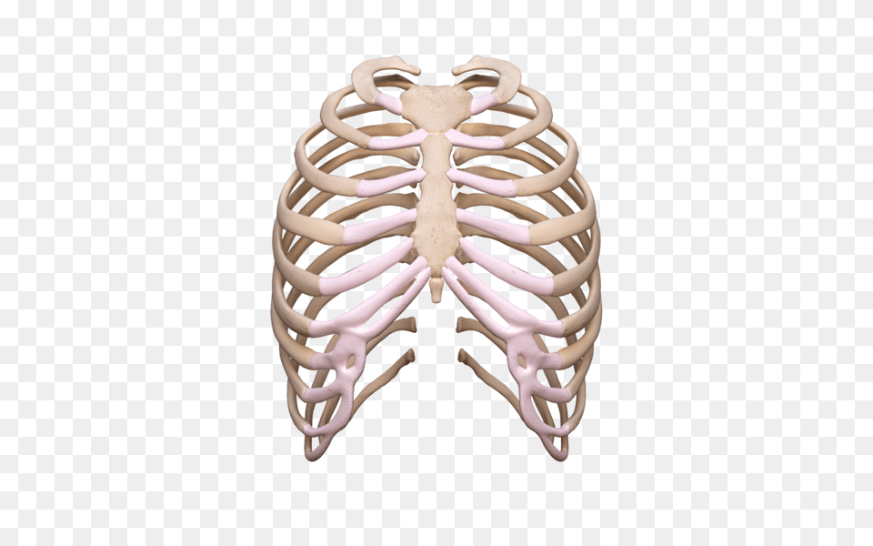 Download Rib Cage Rib Cage, Chandelier, Lamp, Body Part, Person Free Transparent Png