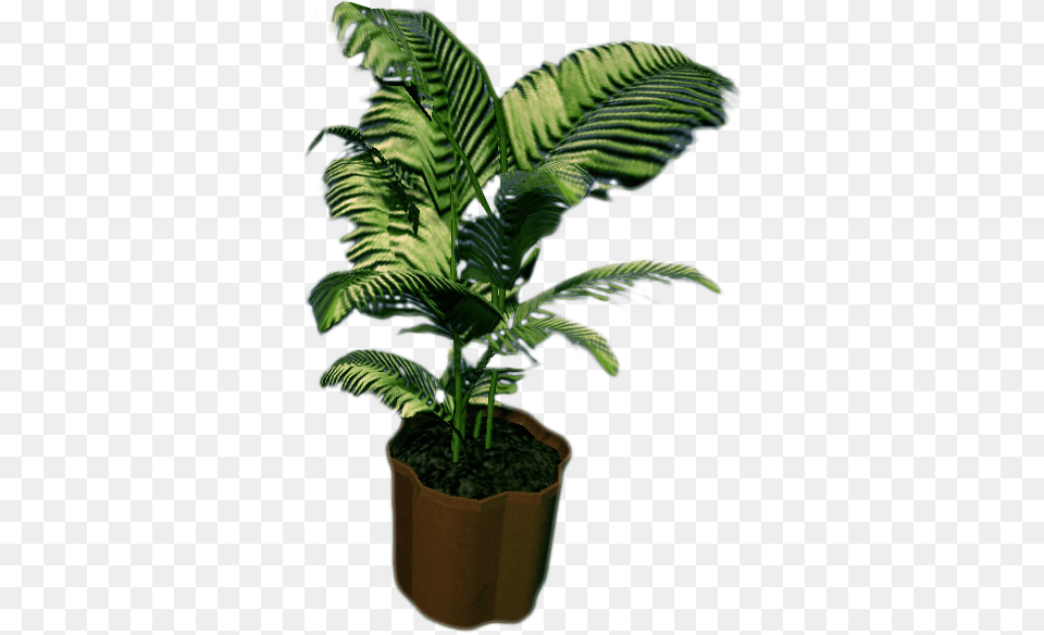 Download Rising Small Fern Full, Leaf, Palm Tree, Plant, Tree Free Png