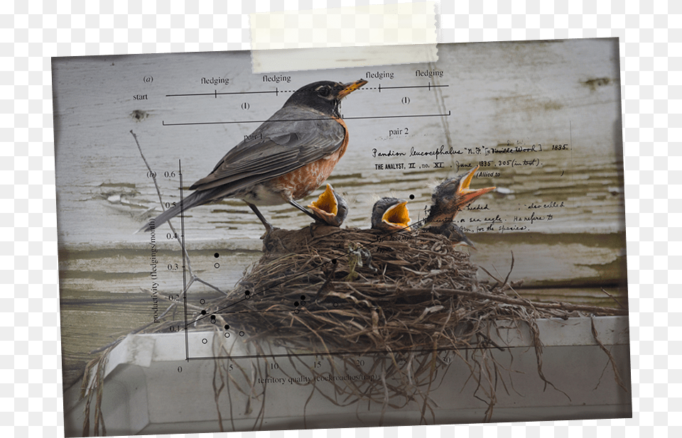 Robin Hd Western Meadowlark, Animal, Bird, Nest, Blackbird Free Png Download