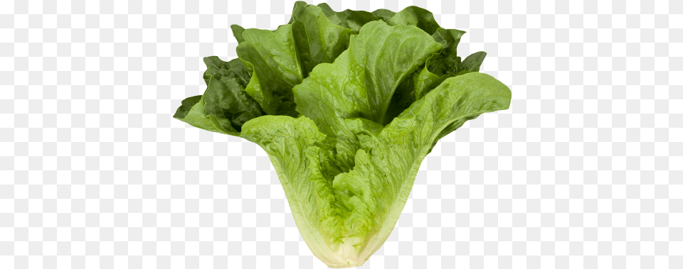 Download Romaine Cos Lettuce Image Romaine Lettuce, Food, Plant, Produce, Vegetable Png