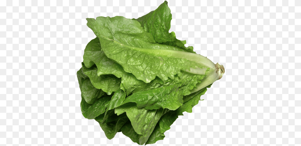 Download Romaine Lettuce Iceberg Lettuce Leaf, Food, Plant, Produce, Vegetable Png Image