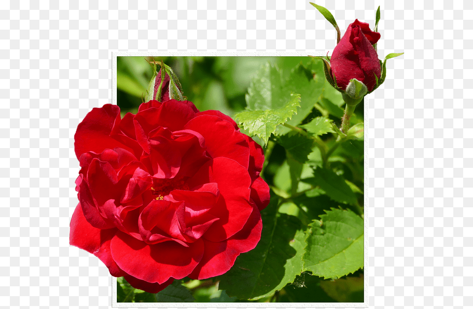 Rosas Rojas Hybrid Tea Rose Full Size Blahoelania K Meninm Facebook, Flower, Geranium, Plant, Petal Free Png Download