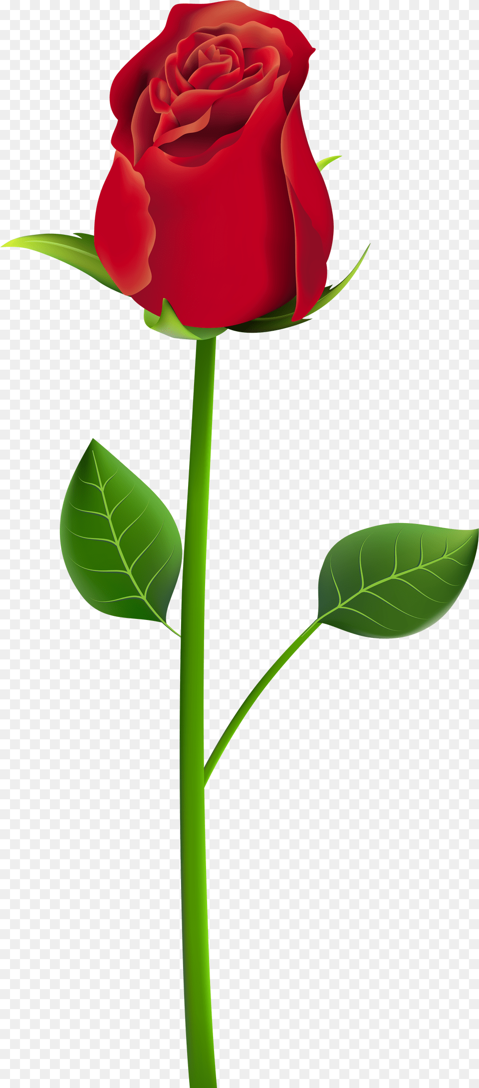 Download Rose Clip Art Rose Flowers Picsart, Flower, Plant Free Png