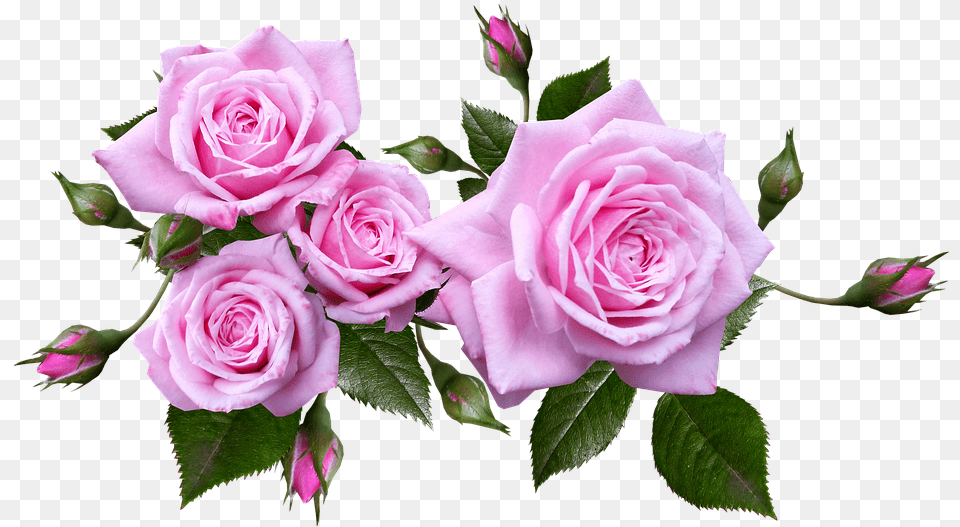 Download Rose Flower Arrangement Rose Flowers Transparent Background, Plant, Flower Arrangement, Flower Bouquet, Petal Png