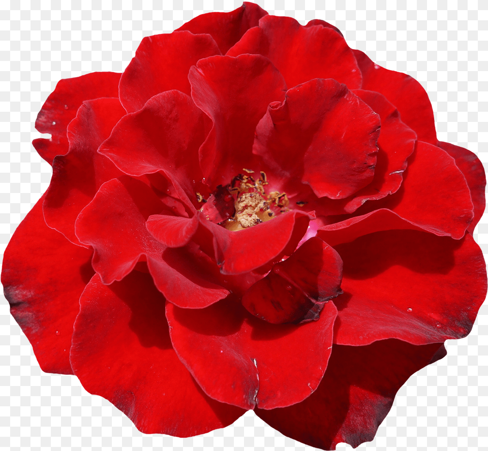 Download Rose Flower Image For Real Red Flower, Geranium, Petal, Plant, Pollen Free Png
