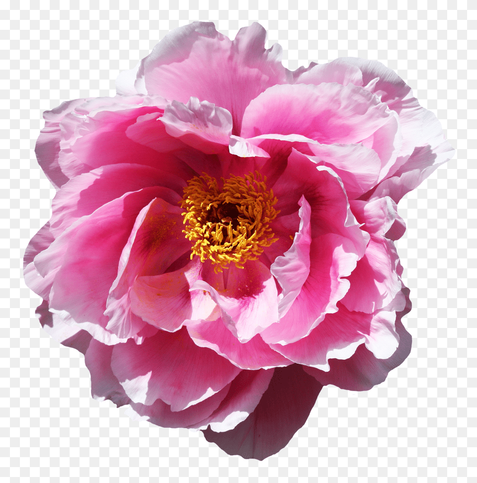 Download Rose Flower Image Real Peony Transparent, Plant Png