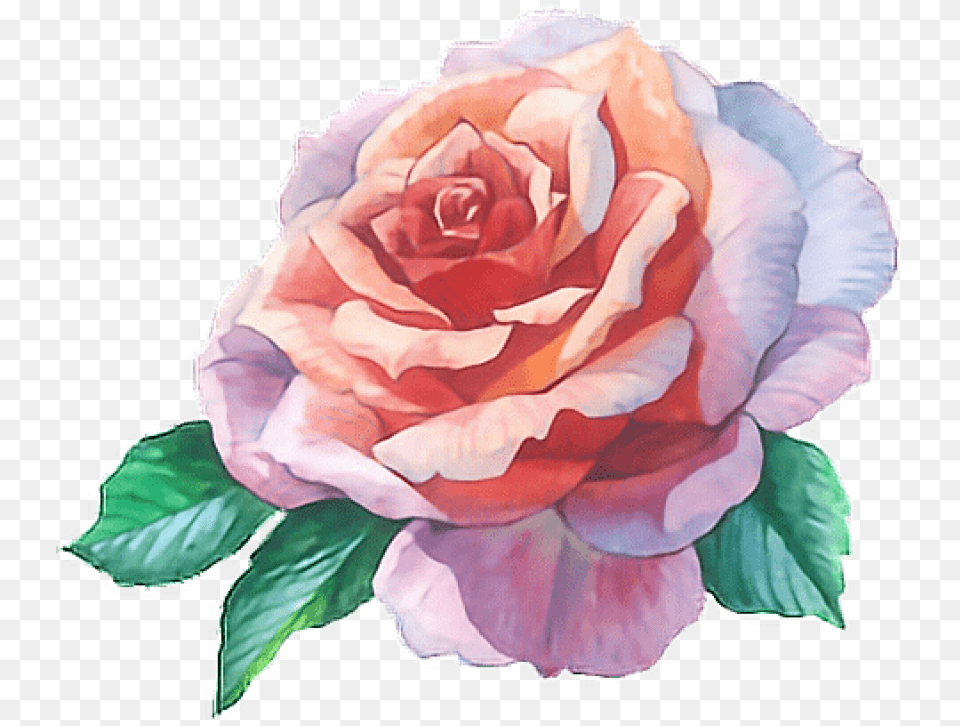 Download Rose Flower Water Color Images Rose Flower Water Color, Plant Free Png