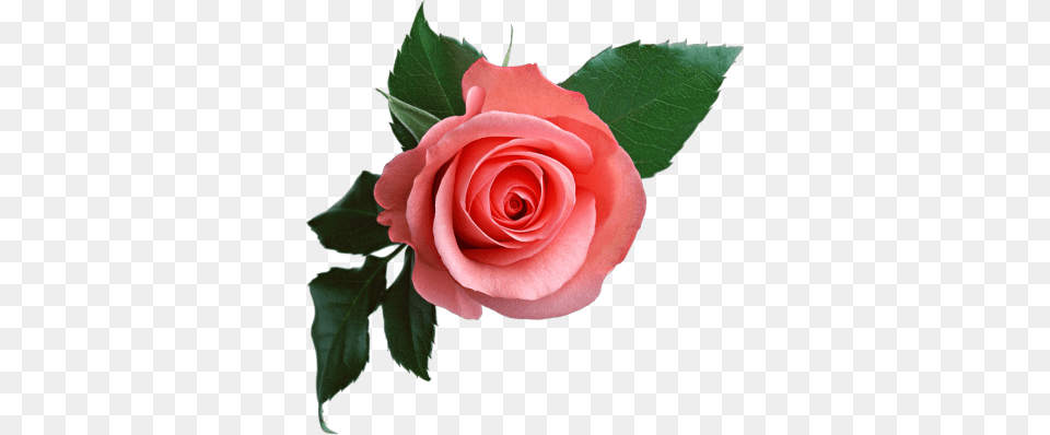 Rose Transparent And Clipart, Flower, Plant Free Png Download