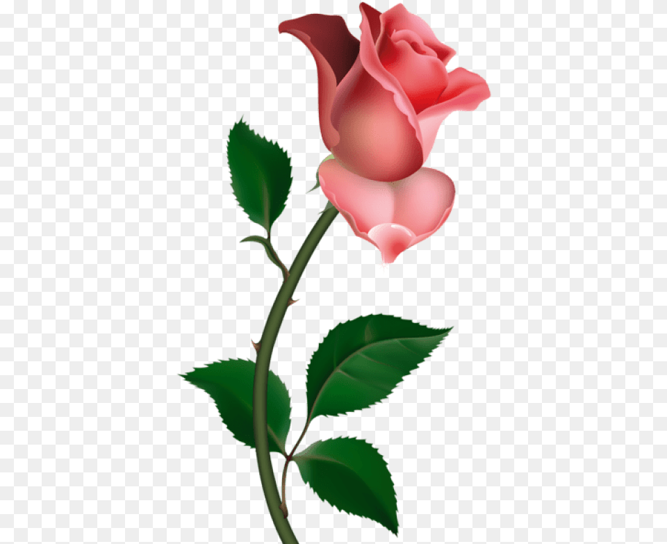 Download Rose Images Background Images Rose, Flower, Plant Free Png