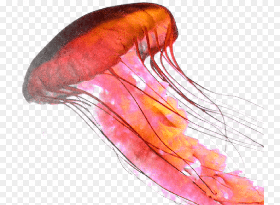 Download Rose Jellyfish Images Background Jellyfish, Animal, Invertebrate, Sea Life, Person Png