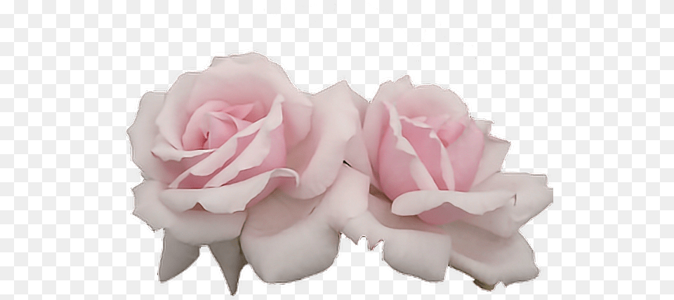 Download Rose Pink Two Tumblr Editpng Pngedit Pink Rose Aesthetic, Flower, Petal, Plant Png