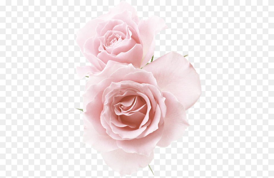 Download Rose Red Flowers Pink Roses Flower Images Light Pink Flowers, Plant, Petal Free Transparent Png