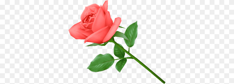 Download Rose Transparent Image And Clipart, Flower, Plant Png