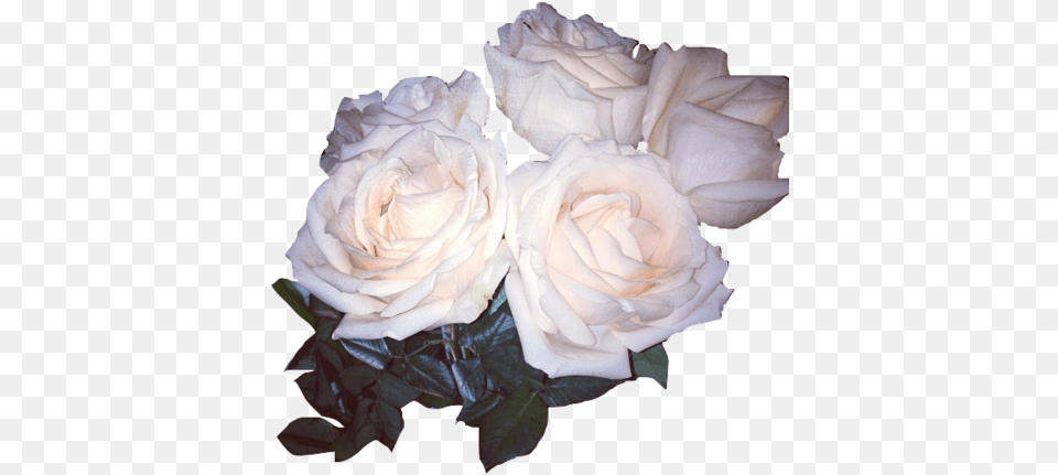 Rose Whiterose Flower Sticker White Rose Aesthetic, Plant, Flower Arrangement, Flower Bouquet, Petal Free Png Download