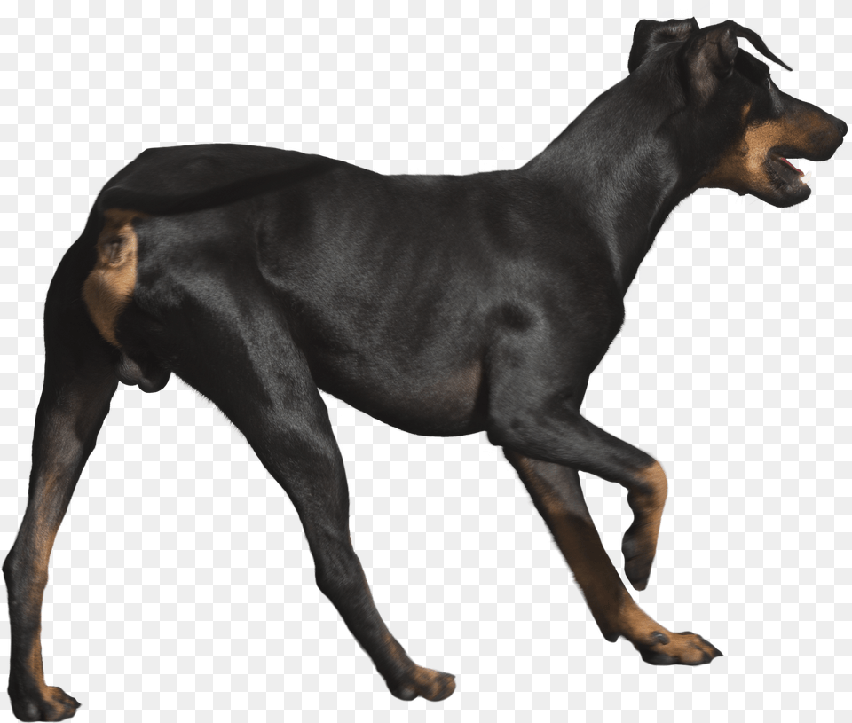 Download Rottweiler File Dobermann, Animal, Canine, Dog, Mammal Png