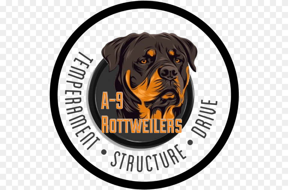 Download Rottweiler Image With No Rottweiler, Photography, Animal, Canine, Dog Free Transparent Png