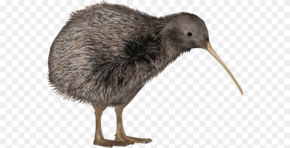Rowi Kiwi Bird Background, Animal, Kiwi Bird Free Png Download