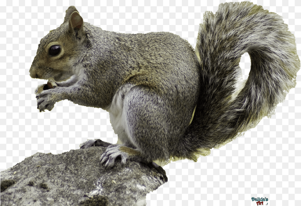 Download Running Squirrel Transparent Background, Animal, Mammal, Rat, Rodent Png