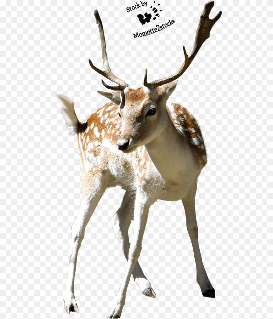 Download Rusa, Animal, Antelope, Deer, Mammal Free Transparent Png