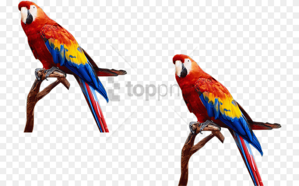 S For Photoshop Images Background Toppng Birds And Animals, Animal, Bird, Macaw, Parrot Free Png Download