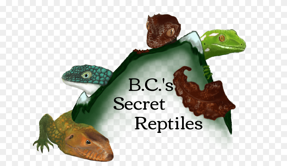 Download S Secret Reptiles Logotwo Dragon Lizard, Animal, Gecko, Reptile, Anole Png Image
