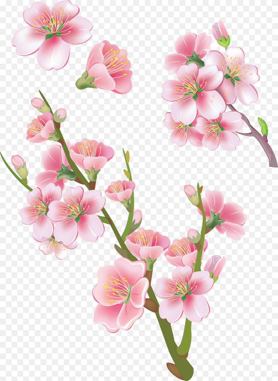 Download Sakura With No Transparent Bunga Sakura Png Image