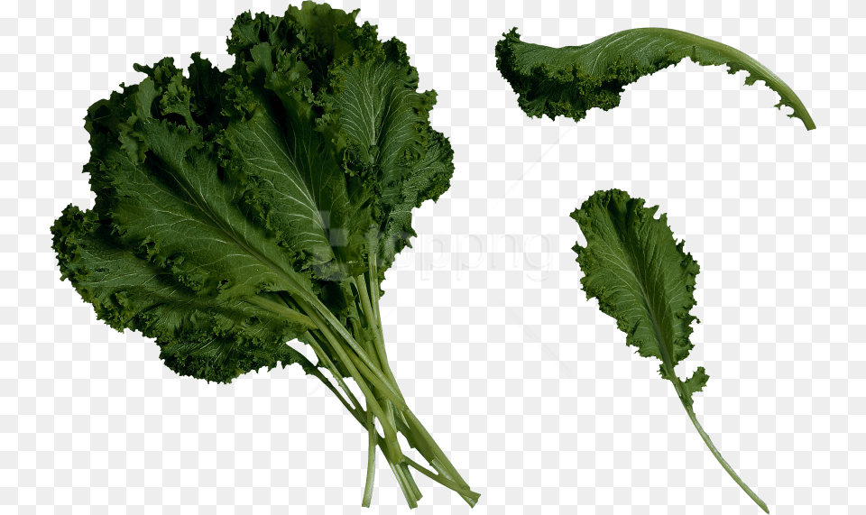Download Salad Images Background Kale Clipart Background, Food, Leafy Green Vegetable, Plant, Produce Png Image