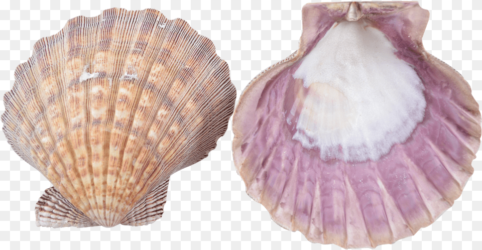 Download Scallop Shell Seashell, Animal, Clam, Food, Invertebrate Png Image