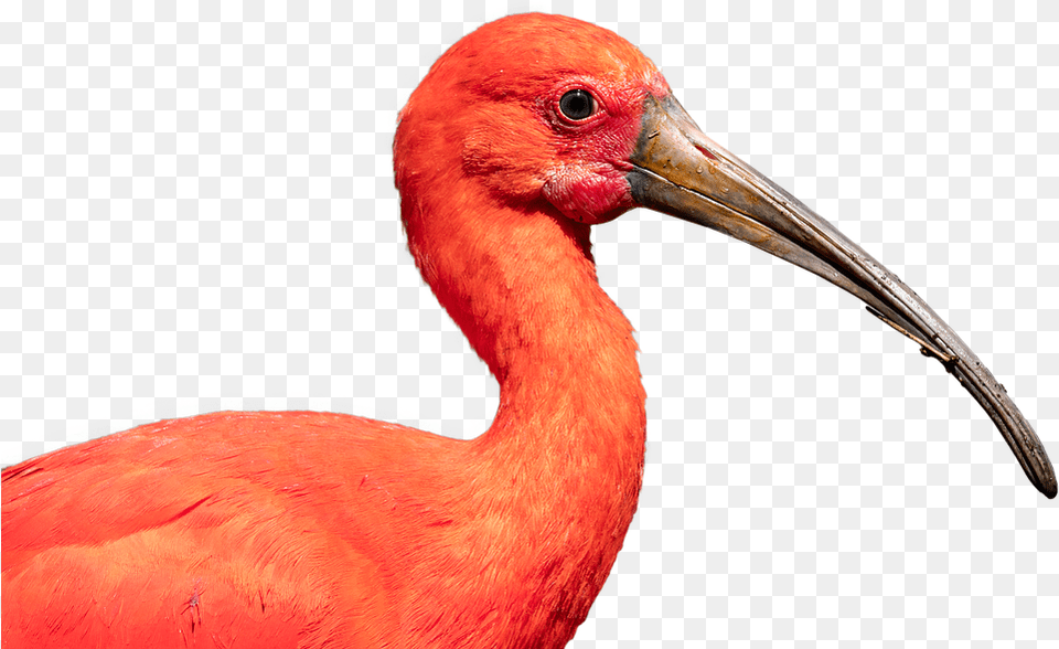 Download Scarlet Ibis Bird Nature Crane Beak Scarlet Ibis Background, Animal, Crane Bird, Waterfowl Png Image