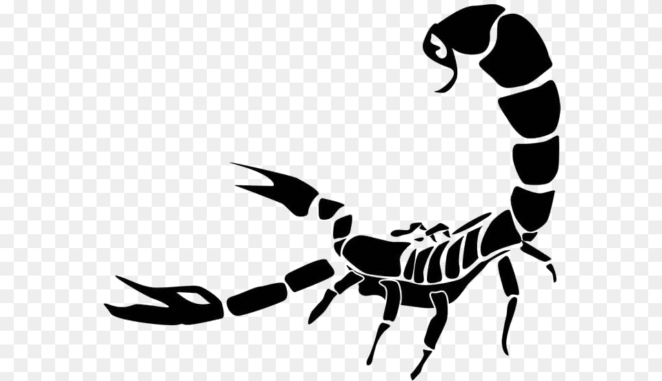 Download Scorpio Tattoo Photo Scorpion Clipart, Animal, Invertebrate Png Image