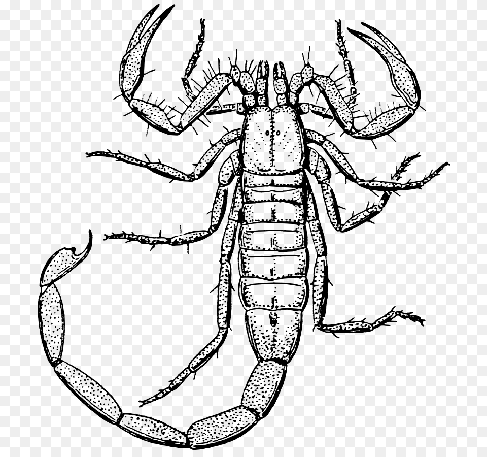 Download Scorpion Clipart, Gray Png