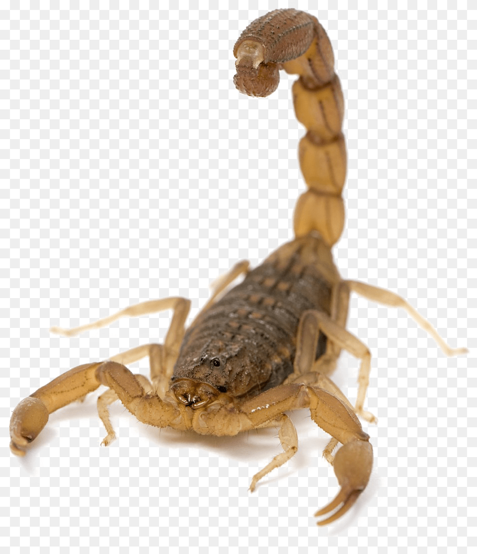 Scorpion Picture Scorpion, Animal, Invertebrate, Insect Free Png Download