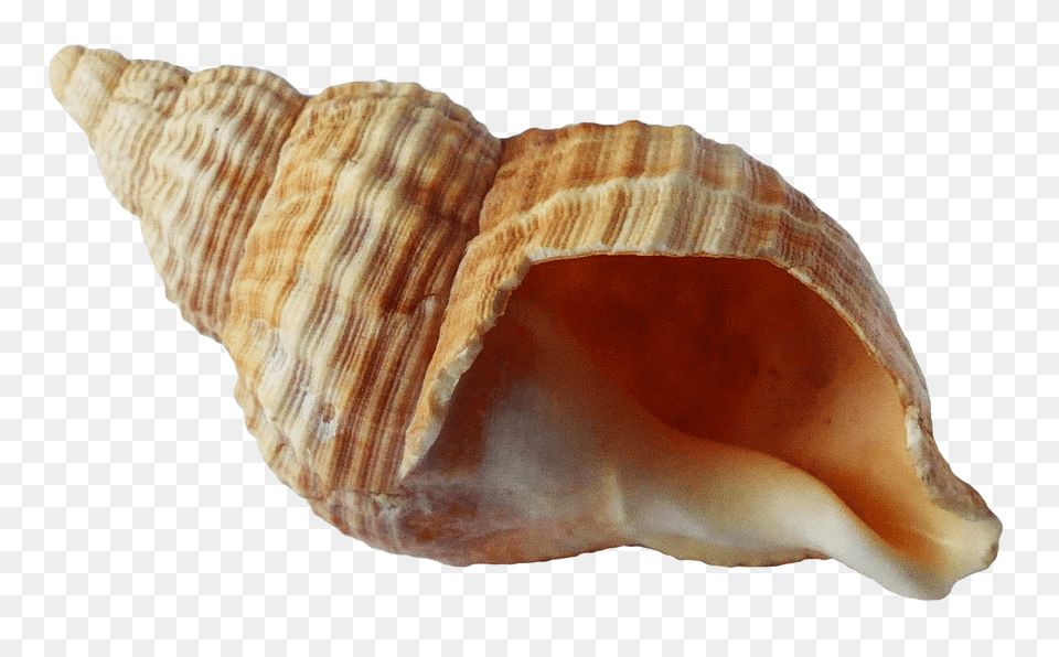 Download Sea Ocean Background Seashell, Animal, Invertebrate, Sea Life, Conch Png Image