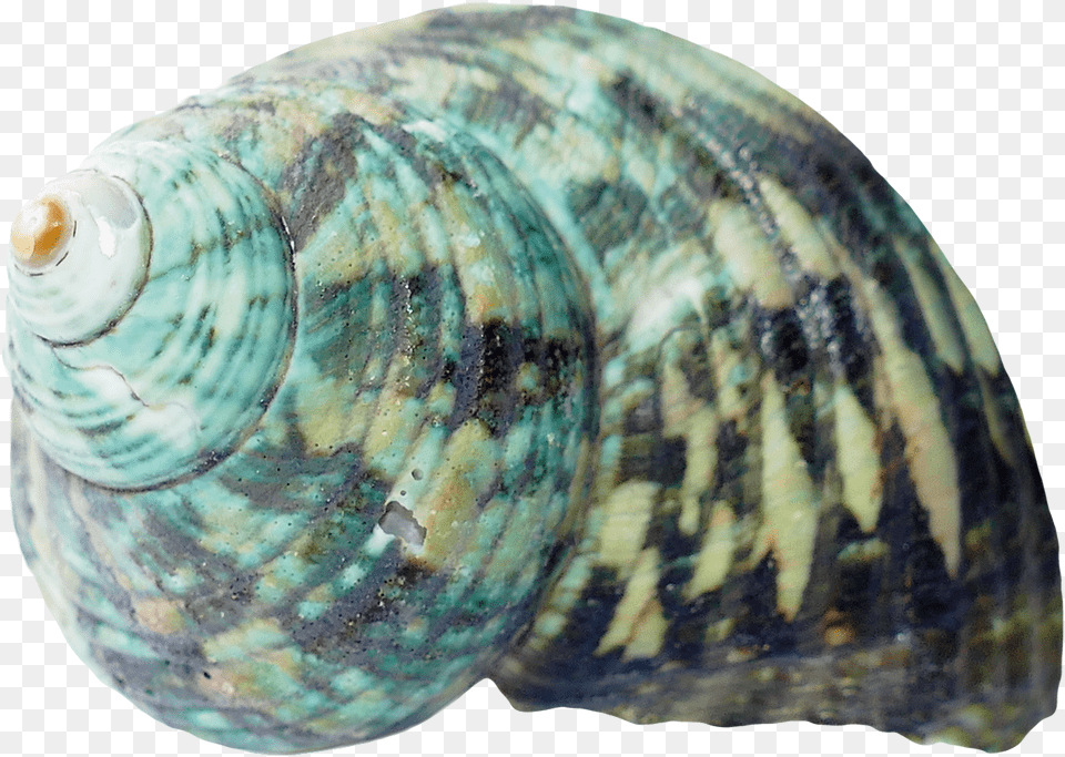 Download Sea Ocean Shell Image For Sea Shells Background, Animal, Invertebrate, Sea Life, Seashell Free Transparent Png