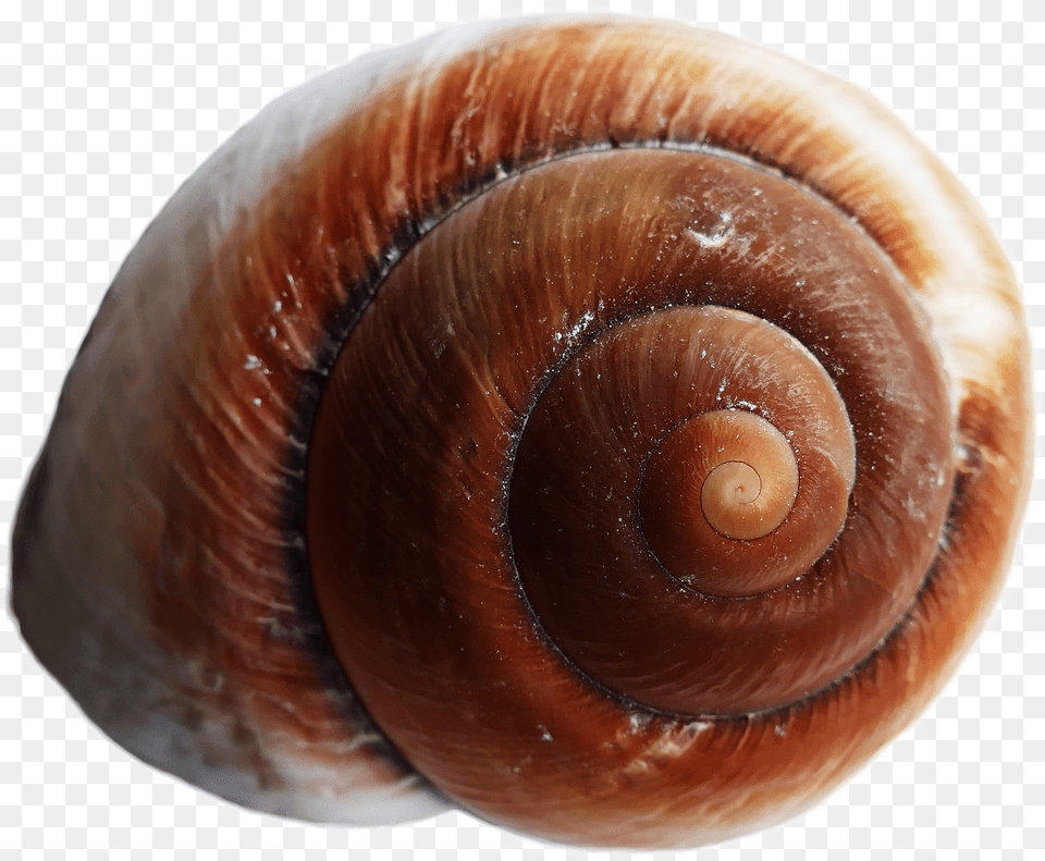 Download Sea Ocean Shell For Snail Shell Background, Animal, Invertebrate, Sea Life, Seashell Png Image