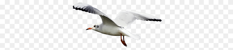 Seagull Transparent And Clipart, Animal, Beak, Bird, Flying Free Png Download