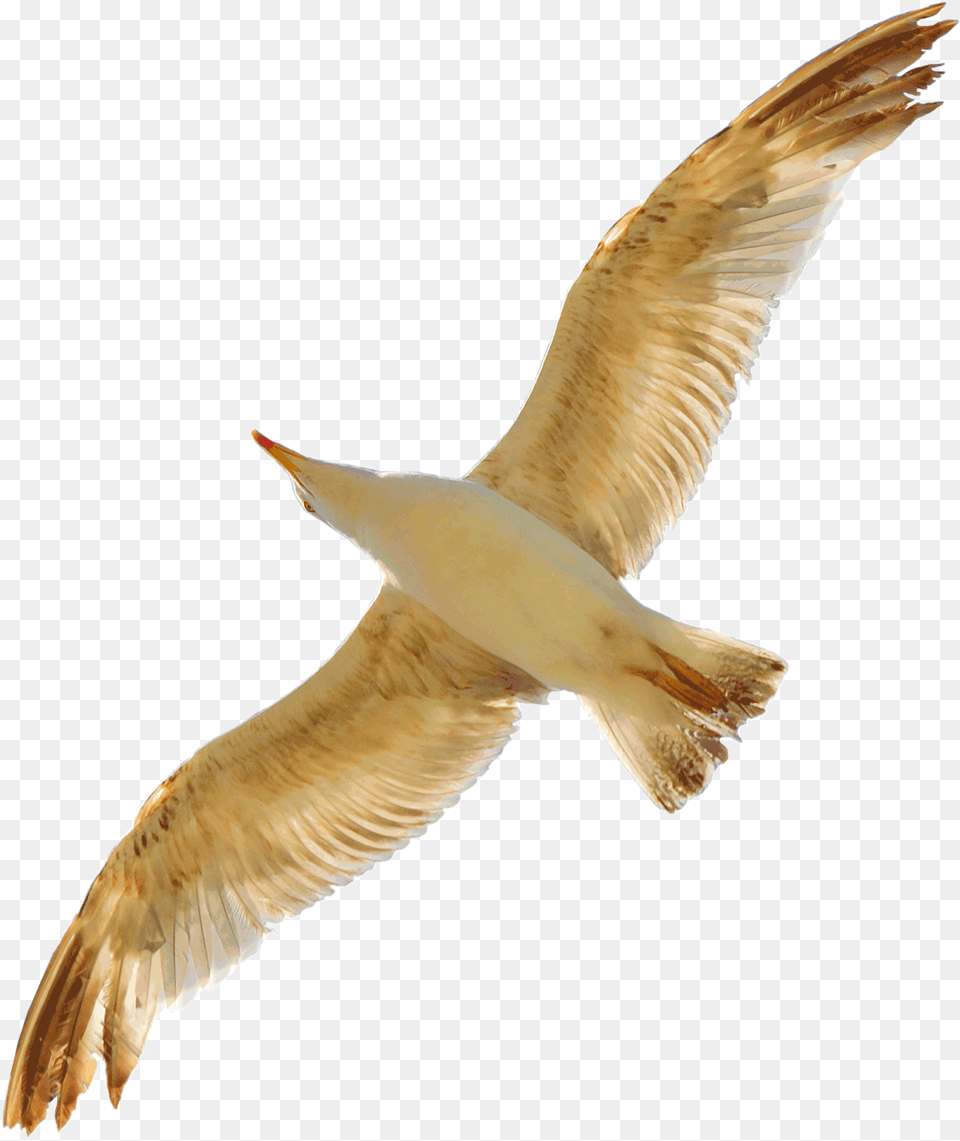 Download Seagull Gold Seagull, Animal, Bird, Flying, Waterfowl Free Png
