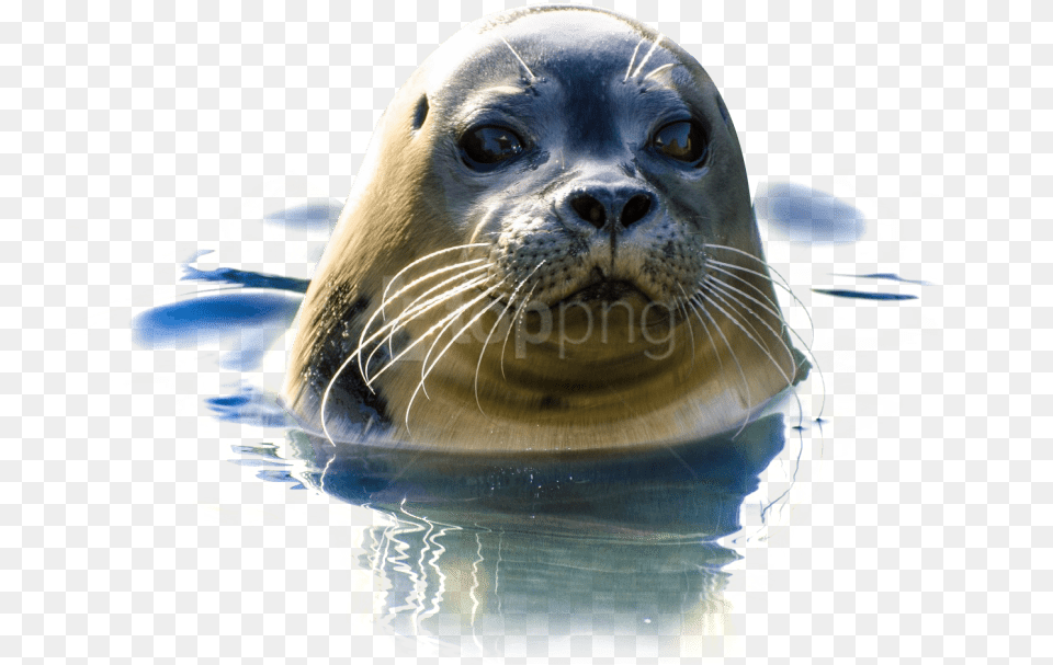 Download Seal Images Background Ajing Laut, Animal, Mammal, Sea Life, Sea Lion Free Transparent Png