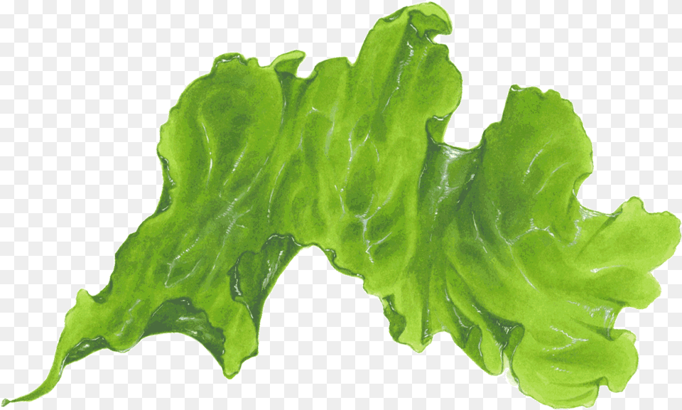 Download Seaweed Transparent Mustard Greens, Food, Leaf, Lettuce, Plant Free Png