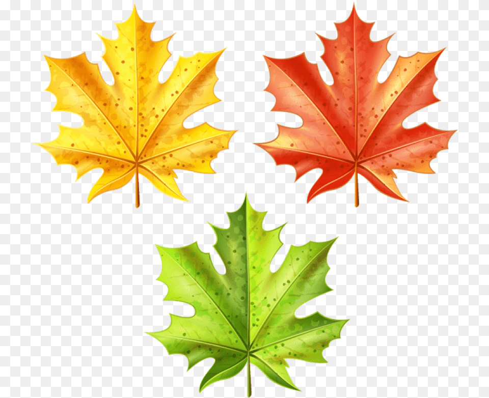 Set Of Autumn Leaves Clipart Photo Maple Leaf, Plant, Tree, Maple Leaf Free Png Download