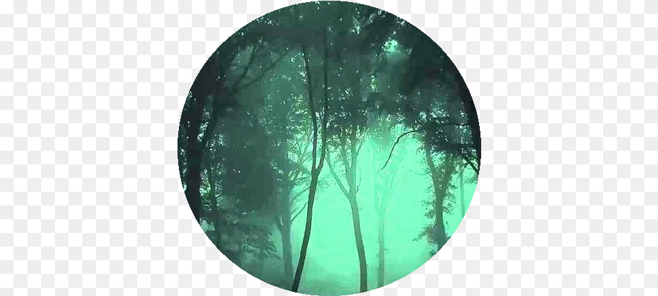 Download Shadeclans Dark Forest Banner Circle, Vegetation, Tree, Rainforest, Plant Png